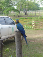 Pantanel – blue and yellow macaw next to breakfast