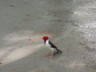 Pantanel – Cardinal bird at out lodge