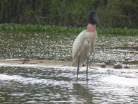 Pantanel – jabiru