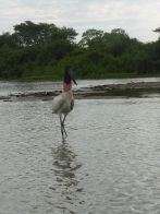 Pantanel – jabiru