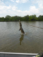 Pantanel – caiman jumping hor fish on stick