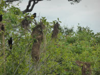 Pantanel – yellow rumped cacique