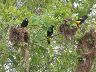 Pantanel – yellow rumped cacique