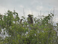 Pantanel – black collared hawk