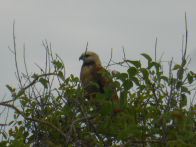 Pantanel – black collared hawk