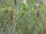 Pantanel – yellow rumped cacique