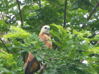 Pantanel – black collared hawk