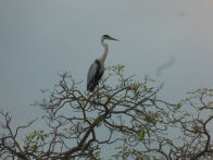 Pantanel – capped heron