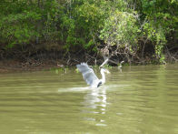 Pantanel – heron going for thrown fish