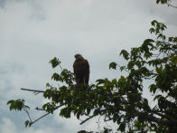 Pantanel – black collared hawk