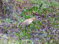 Pantanel – imature tiger heron