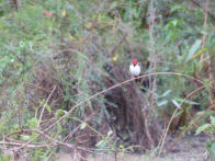 Pantanel – Cardinal bird