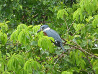 Pantanel – ringed kingfisher