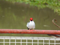 Pantanel – Cardinal bird