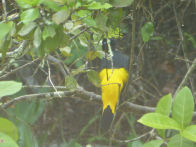 Pantanel – yellow rumped cacique