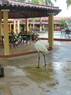 Pantanel – Jabiru at bar