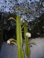 Pantanel – niht flowering cactus