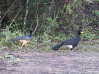 Pantanel – bare faced curassow