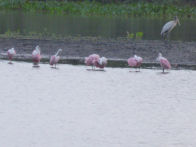 Pantanel – rose spoonbills