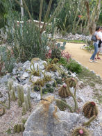 Rio Botanical Gardens – cacti