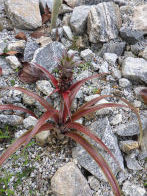 Rio Botanical Gardens – pinapple