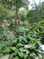 Rio Botanical Gardens – water course