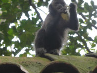 Rio Botanical Gardens – monkey