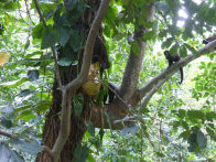 Rio Botanical Gardens – monkey