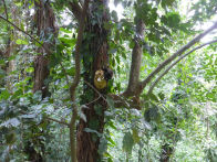 Rio Botanical Gardens – monkies