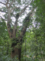 Rio Botanical Gardens – big tree