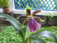 Rio Botanical Gardens – orchid