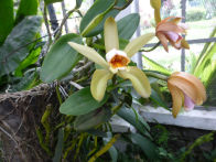 Rio Botanical Gardens – orchid