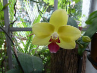 Rio Botanical Gardens – orchid