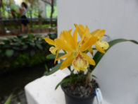 Rio Botanical Gardens – orchid