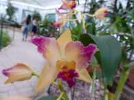 Rio Botanical Gardens – orchid