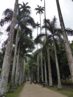 Rio Botanical Gardens – palm trees