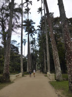 Rio Botanical Gardens – palm trees