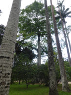 Rio Botanical Gardens – palm trees