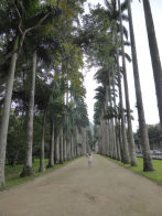 Rio Botanical Gardens – avenue of palms + Rob