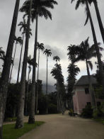 Rio Botanical Gardens – avenue of palms