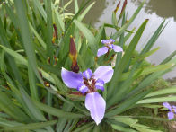 Rio Botanical Gardens – iris