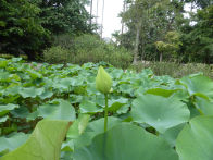 Rio Botanical Gardens – Japanese garden lotus bud