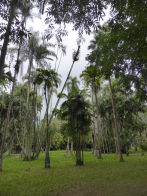 Rio Botanical Gardens – palm trees