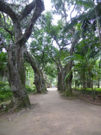 Rio Botanical Gardens – trees