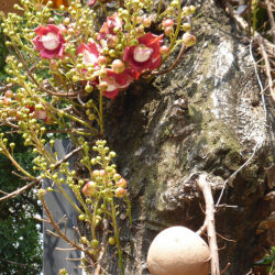 Street tree in Rio