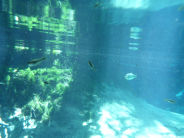 Nobres Blue Lake natural acquarium