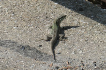 Pizzo lizard