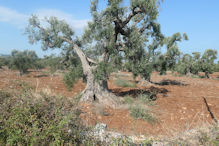 An ancient olive tree near Ostuni