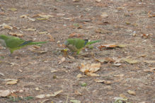 Trani a noisy lot of parrots