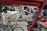 Delhi markets and crowds – ox cart